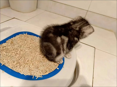 Pet Toilet Training Kit – Reusable tray for cats & dogs.