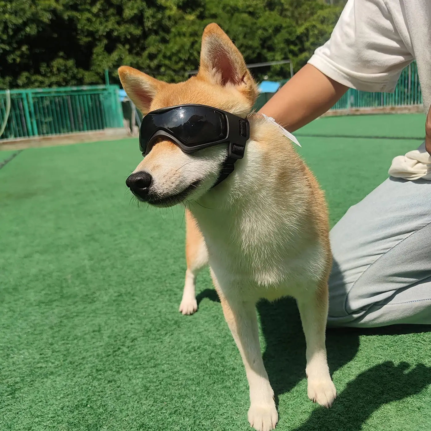 Shiba Inu dog wearing Aviour adjustable pet goggles on green outdoor turf with person beside