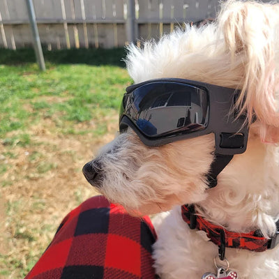Small white dog wearing Aviour adjustable pet goggles with black strap outdoors