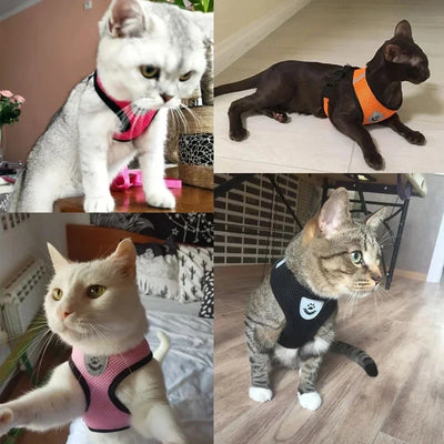 Adjustable pet harness for cats and dogs shown on various cat breeds in different colors and settings