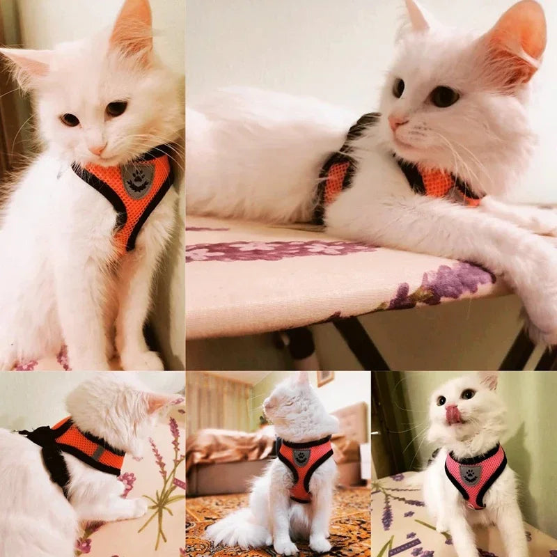 White cat wearing Aviour adjustable pet harness for cats and dogs in orange and black colors