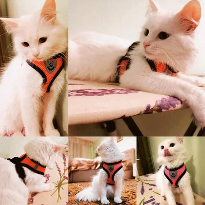 White cat wearing Aviour adjustable pet harness for cats and dogs in orange and black colors