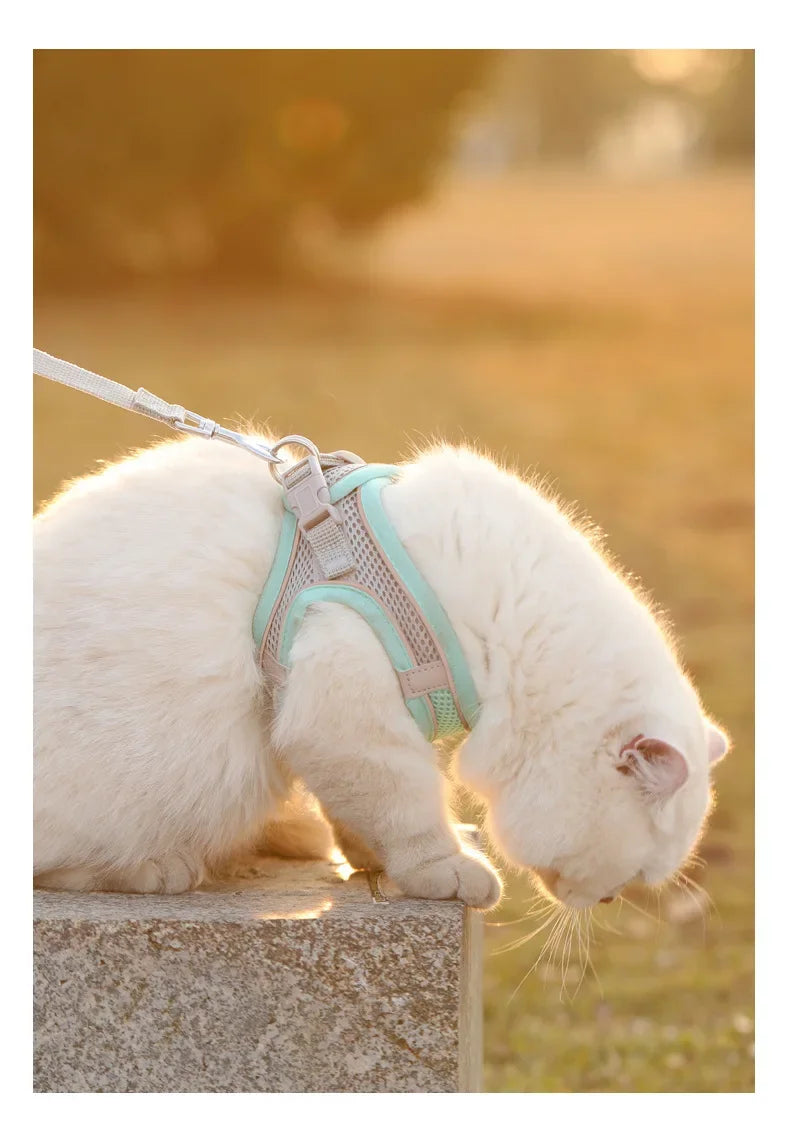 White cat wearing Aviour adjustable pet harness vest in light blue while sitting outdoors at sunset