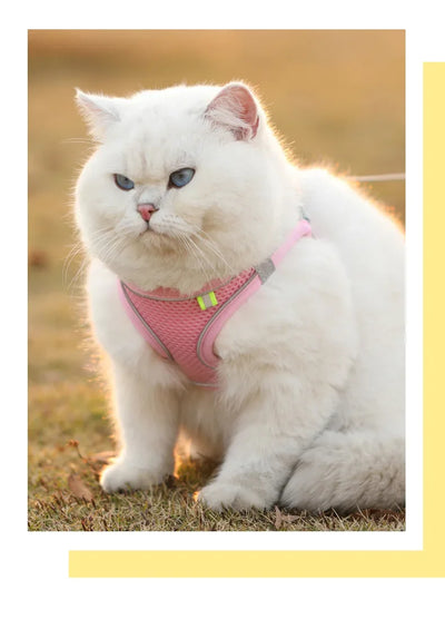 White fluffy cat wearing a pink adjustable pet harness vest sitting on grass outdoors
