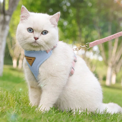 White cat wearing a blue adjustable harness for puppies and kittens sitting on grass outdoors