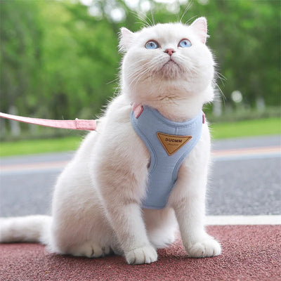White kitten wearing a blue adjustable harness for puppies and kittens with a pink leash outdoors