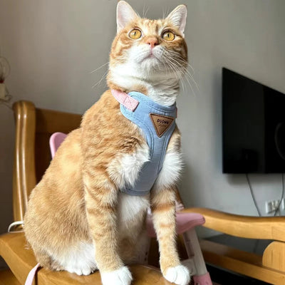 Orange and white cat wearing Aviour adjustable harness for puppies and kittens sitting on a wooden chair indoors