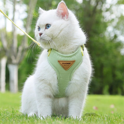 White kitten wearing a green adjustable harness for puppies and kittens sitting on grass outdoors