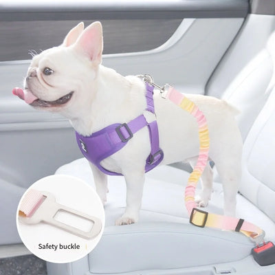 White French Bulldog wearing purple harness attached to pet seat belt with lead rope in car backseat